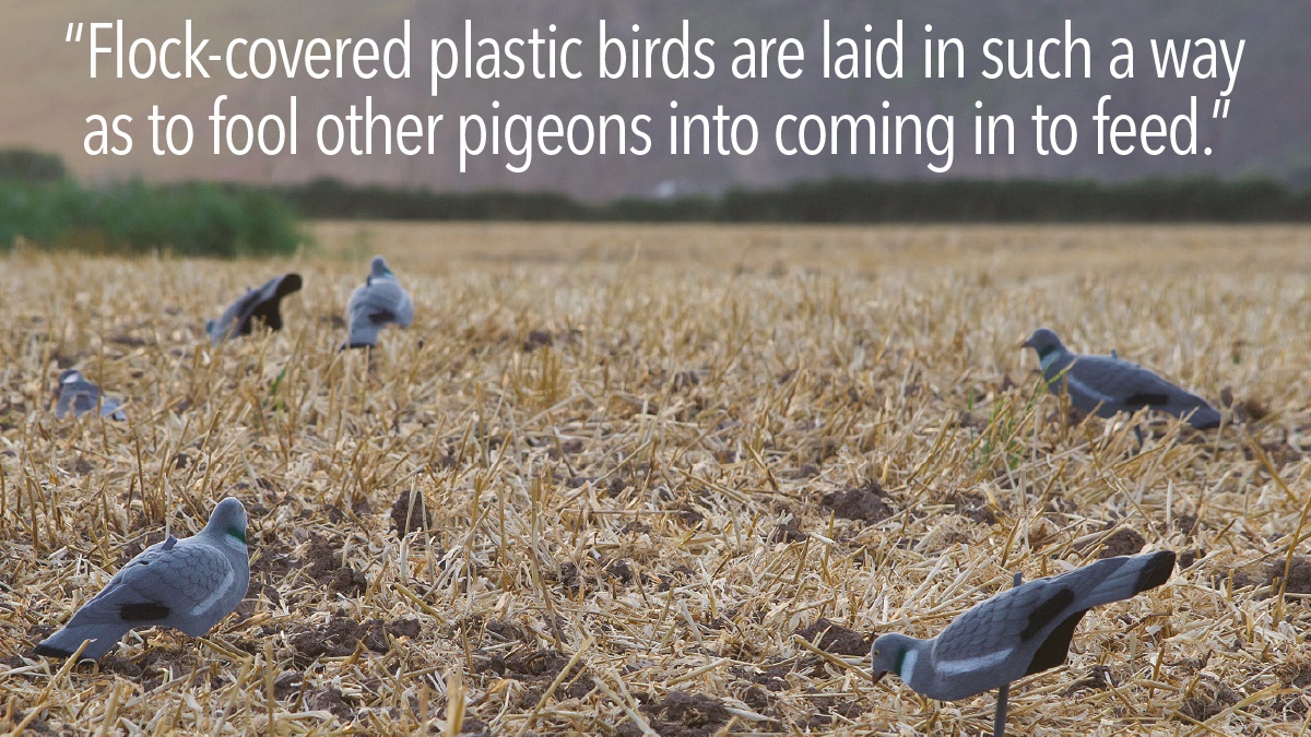 wood pigeon1 wood pigeon1